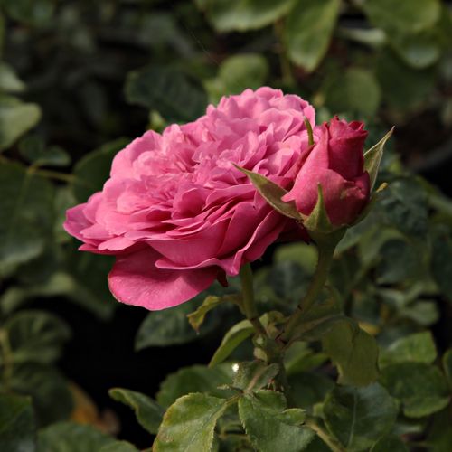Rosa Chantal Mérieux™ - roz - Trandafir copac cu trunchi înalt - cu flori în buchet - coroană tufiș